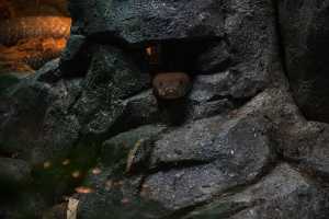 SINGAPORE ZOO (271)